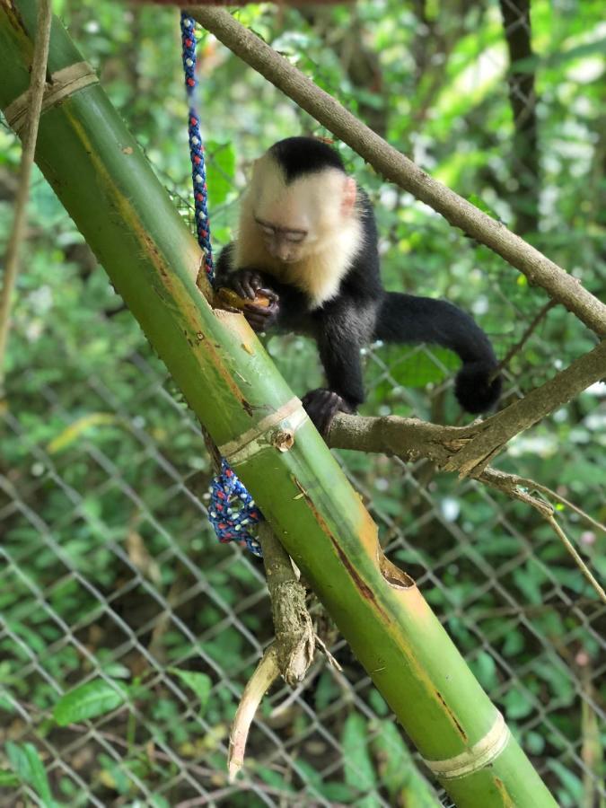 Jungle Lodge At Wild Sun Rescue Center Cabuya  Exteriör bild