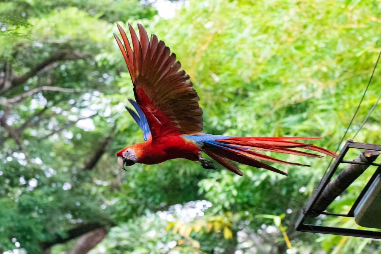 Jungle Lodge At Wild Sun Rescue Center Cabuya  Exteriör bild